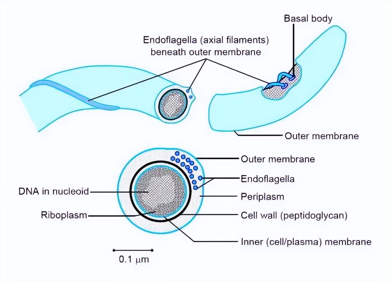 肠道菌群由哪些细菌组成,深度分析肠道细菌