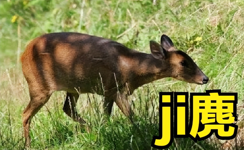 最新野生动物禁止名单,国家禁止吃的十种野生动物