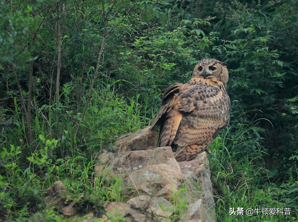 最厉害猛禽是什么鸟,世界十大猛禽实力排名虎雕