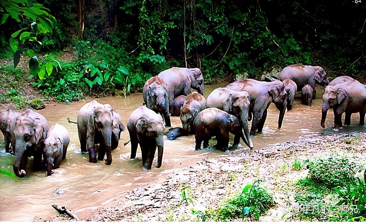 小众旅游景点西双版纳动物园,西双版纳动物多的景点