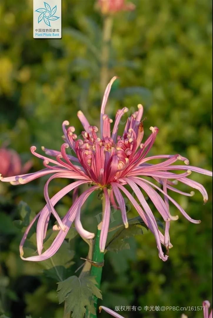 敦煌壁画花种类大全图,敦煌壁画里的精美植物