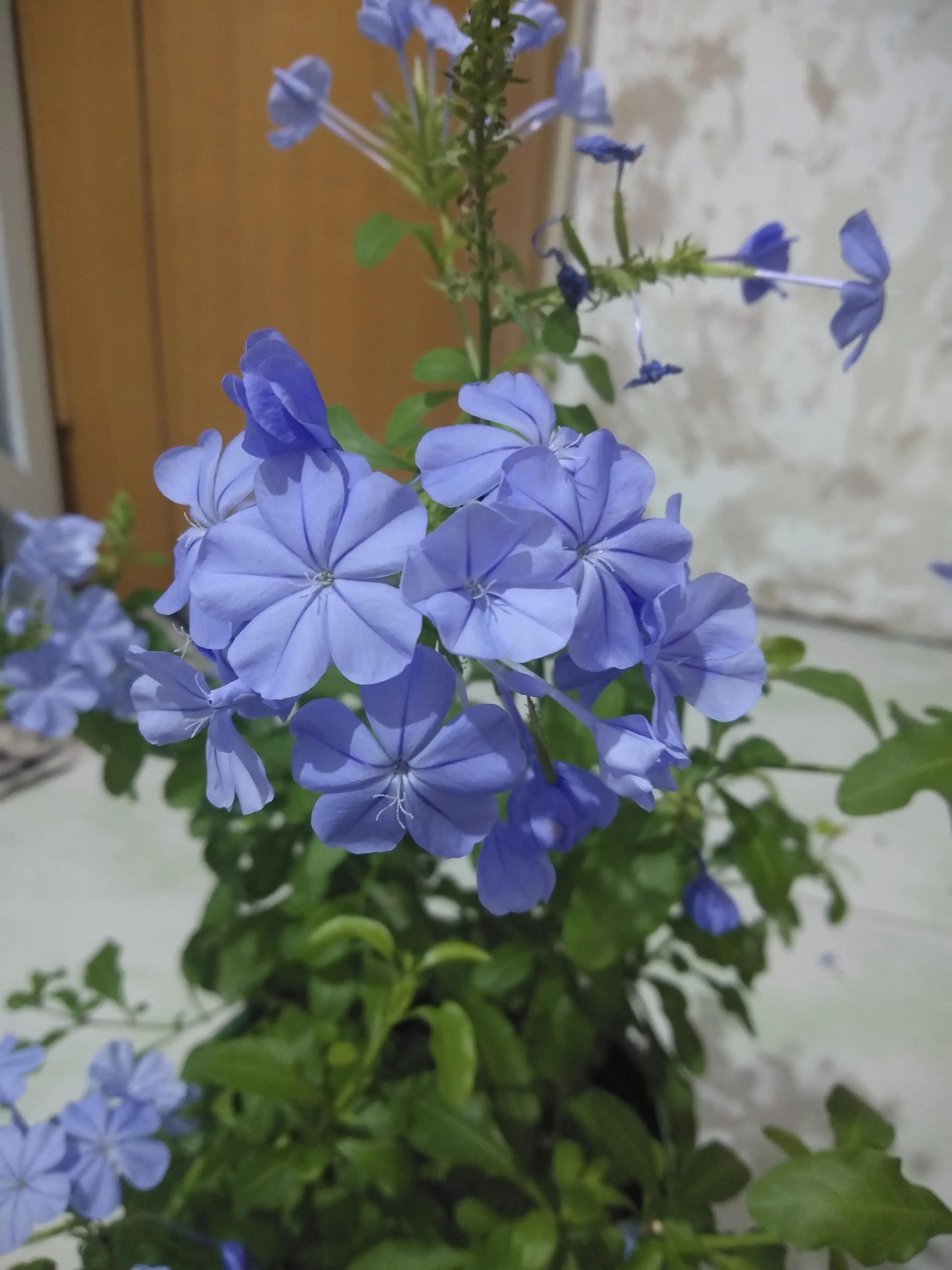 最好养的10种花排行第一名竟然是,好看又皮实勤花的花