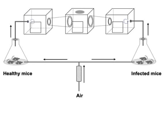 有些病毒让蚊子觉得人闻起来很香