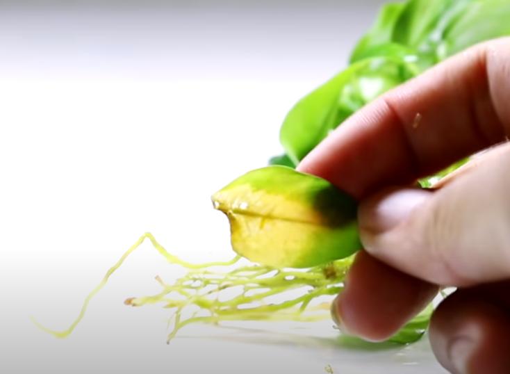 为什么水草养着养着就烂了,水草为啥养黄了