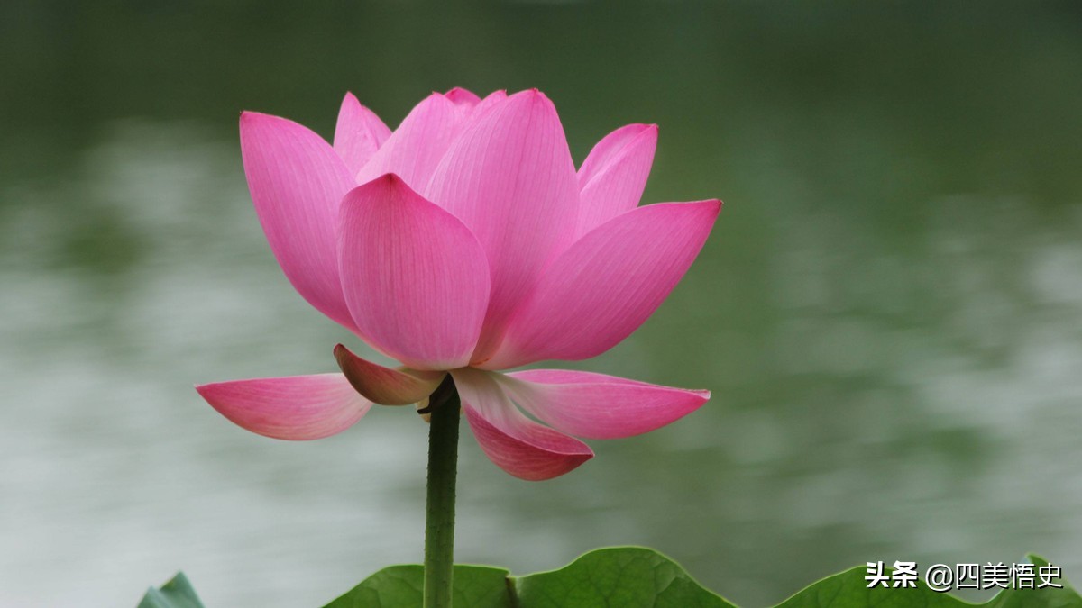 荷花出淤泥而不染濯清涟而不妖,濯清涟而不妖说的是荷花还是莲花