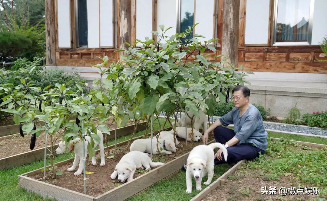 文在寅卸任后有哪些待遇,文在寅卸任后到底想做什么