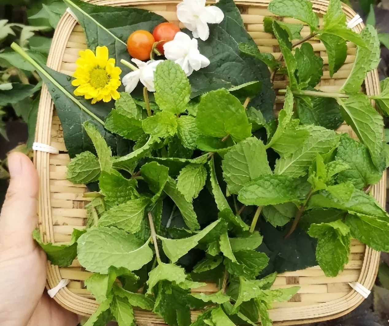 发现有1种香料，蚊子超讨厌，厨房里养2盆，养眼又提神