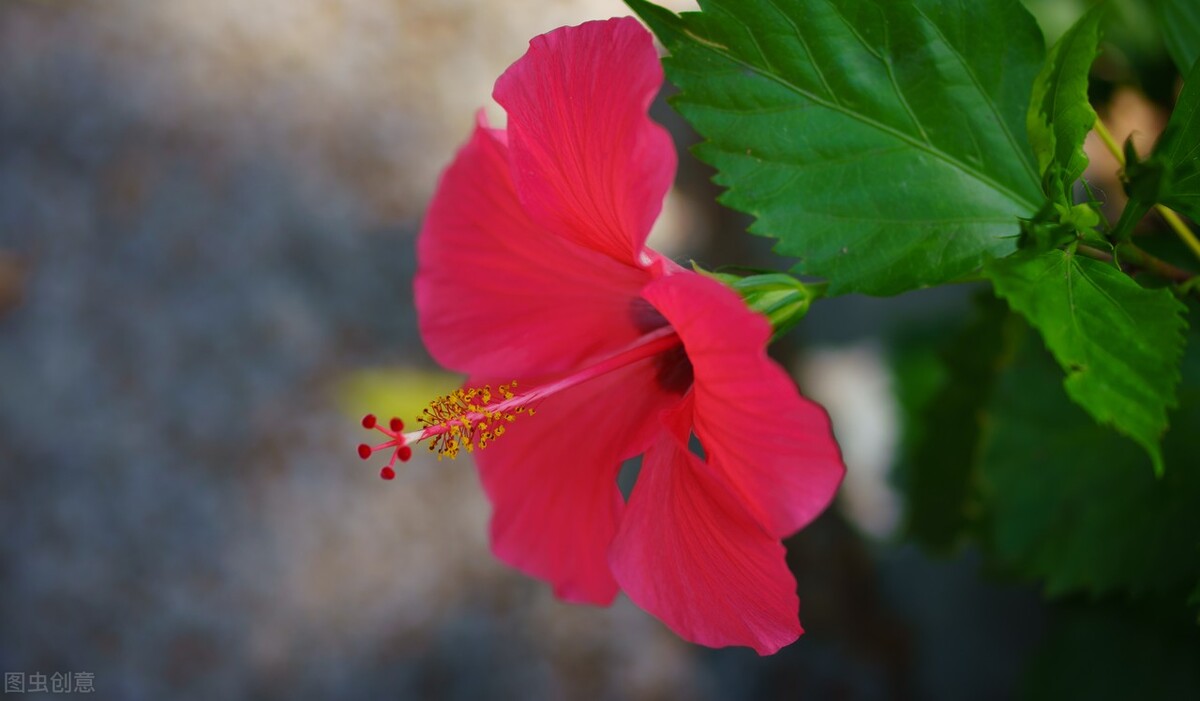 世界各国的国花都是什么,世界各国的国花都是什么花