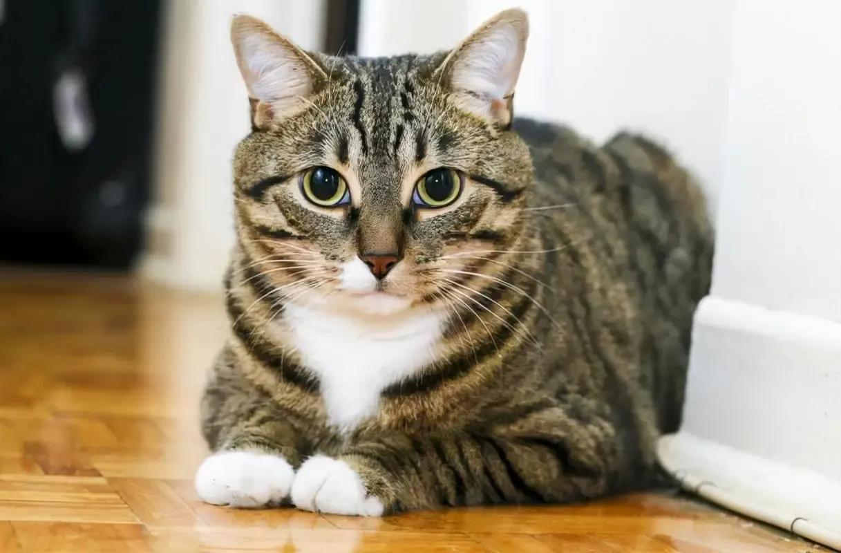 美短猫咪有几种品种,你了解的猫咪品种有几个