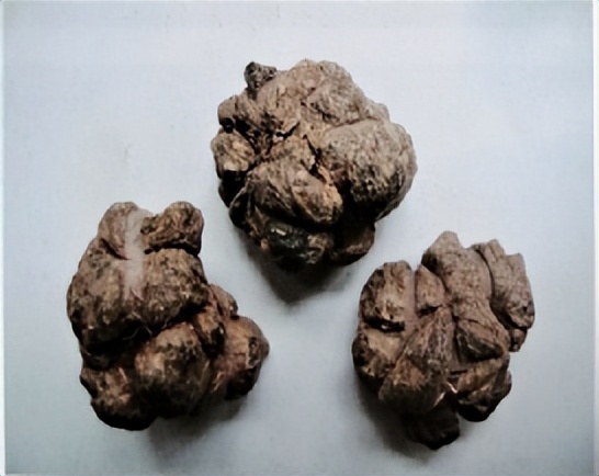 中医三七药材标准,三七真假对比图片三七主治