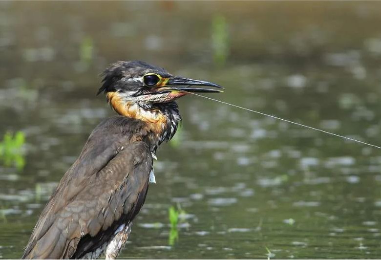 鹈鹕吃长颈鹿动画版,鹈鹕咬长颈鹿