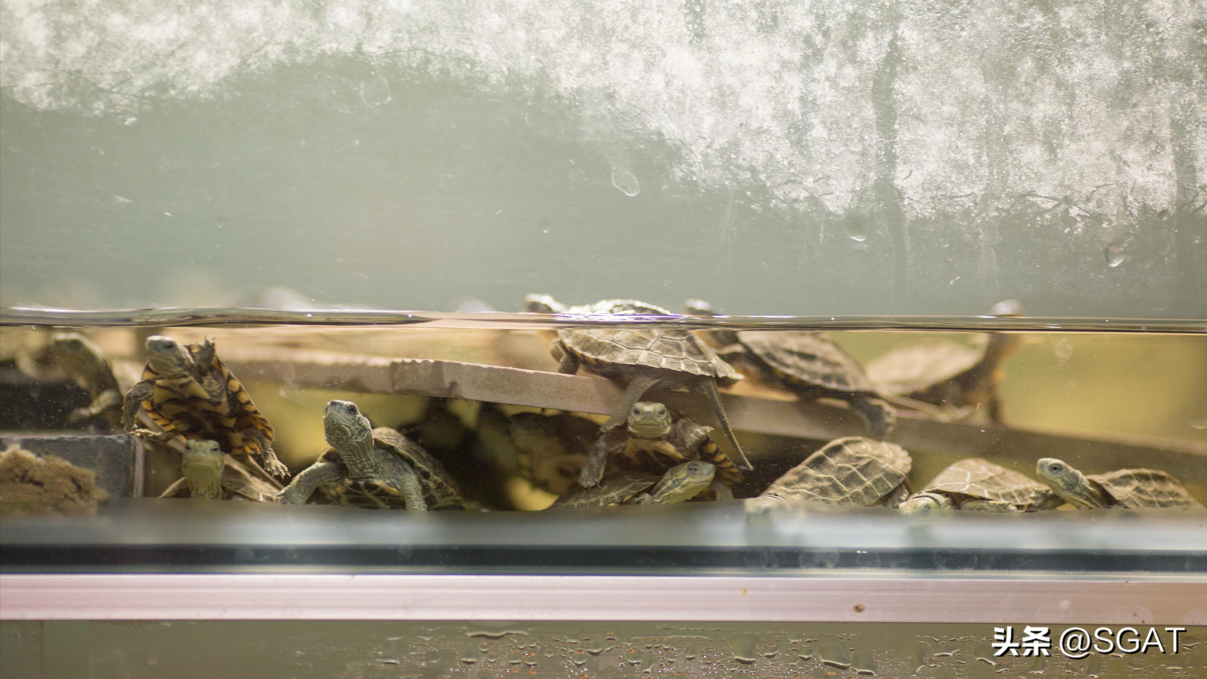 怎样为龟龟选择合适的龟缸,新手养龟如何判断龟缸的好坏