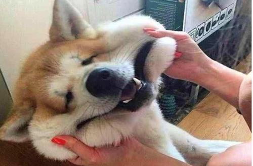 狗狗最敏感的地方是哪里,狗狗最渴望被摸的几个部位