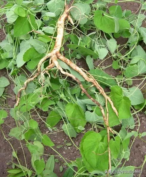 农村土地种什么药材赚钱,农民种地也能致富推荐一种中药材