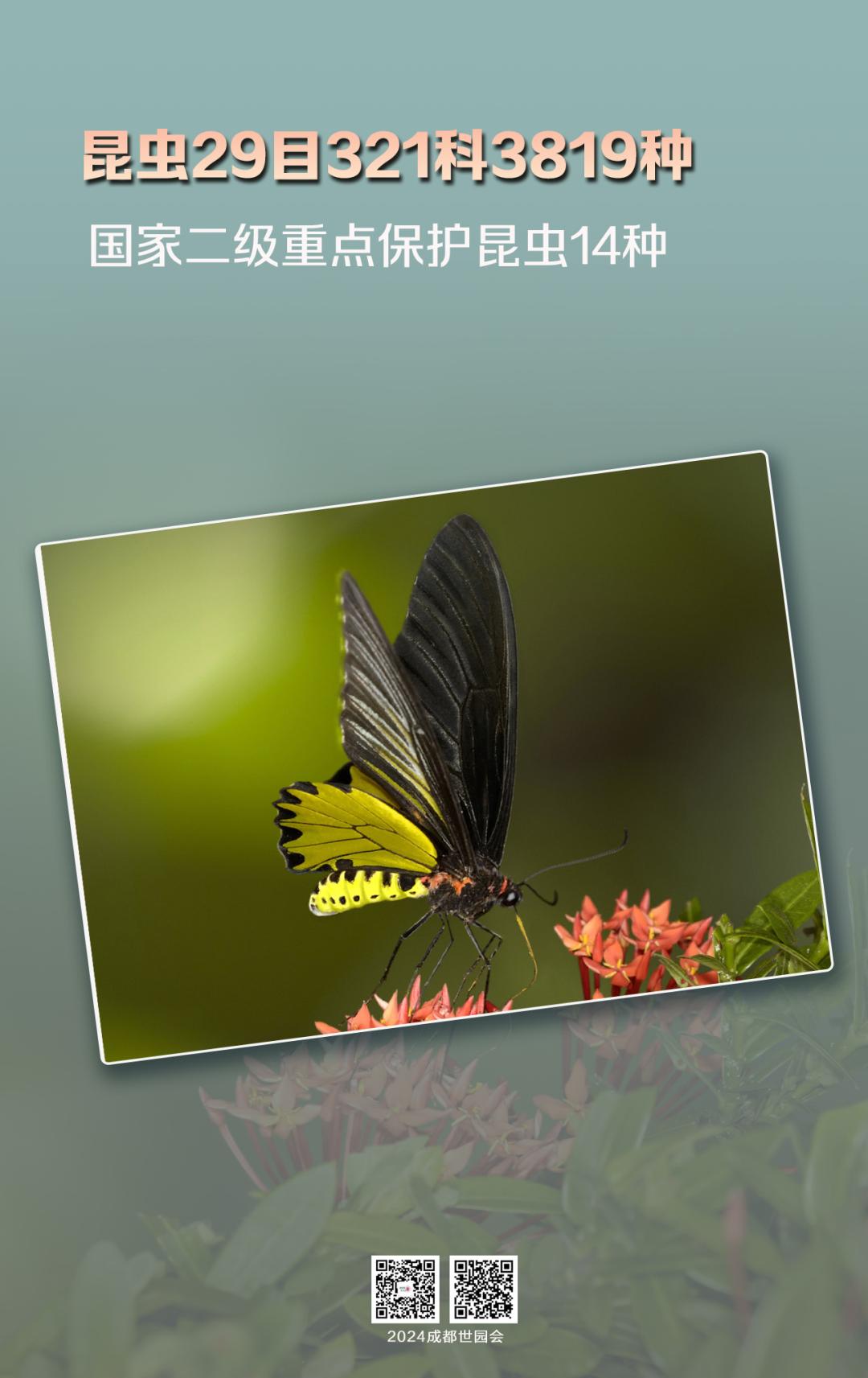 来认识长在石头上的植物,成都有哪些生物