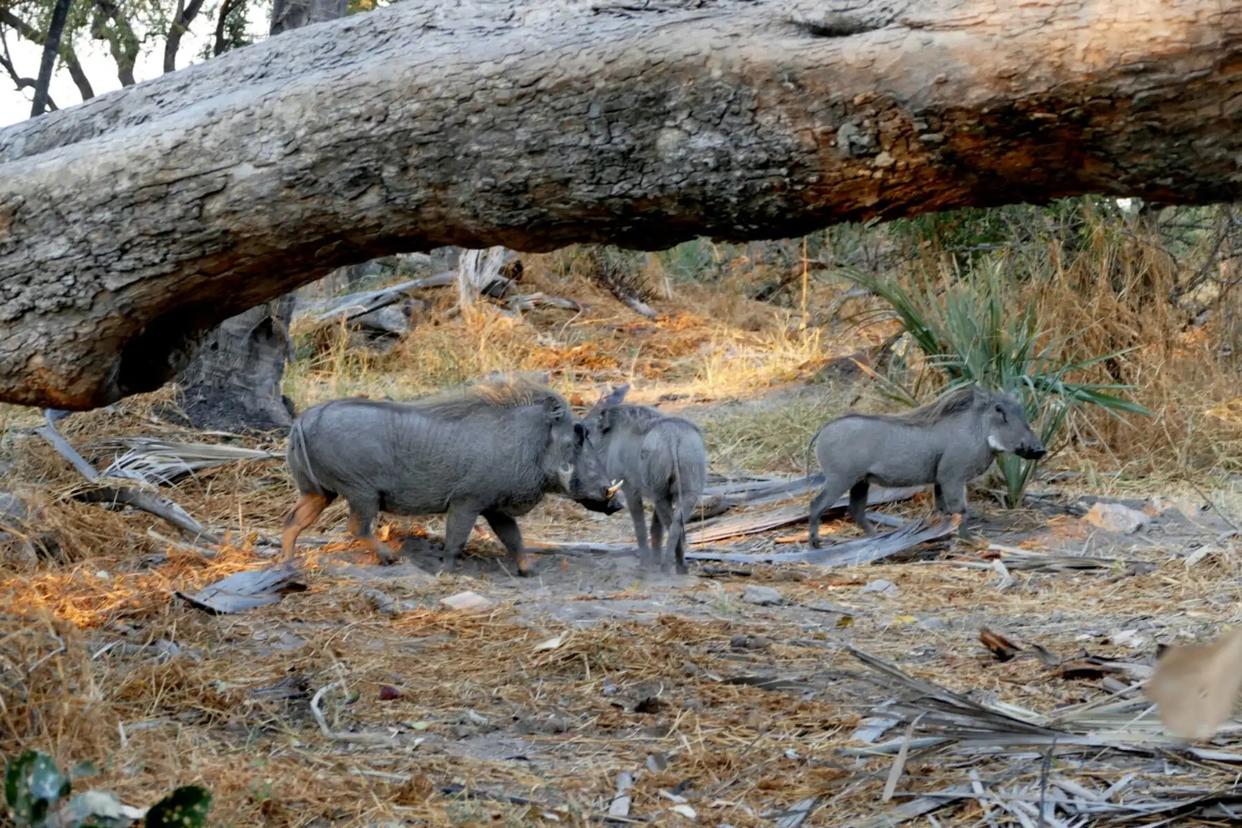 野猪生活习性研究,野猪生活习性和行为爱好