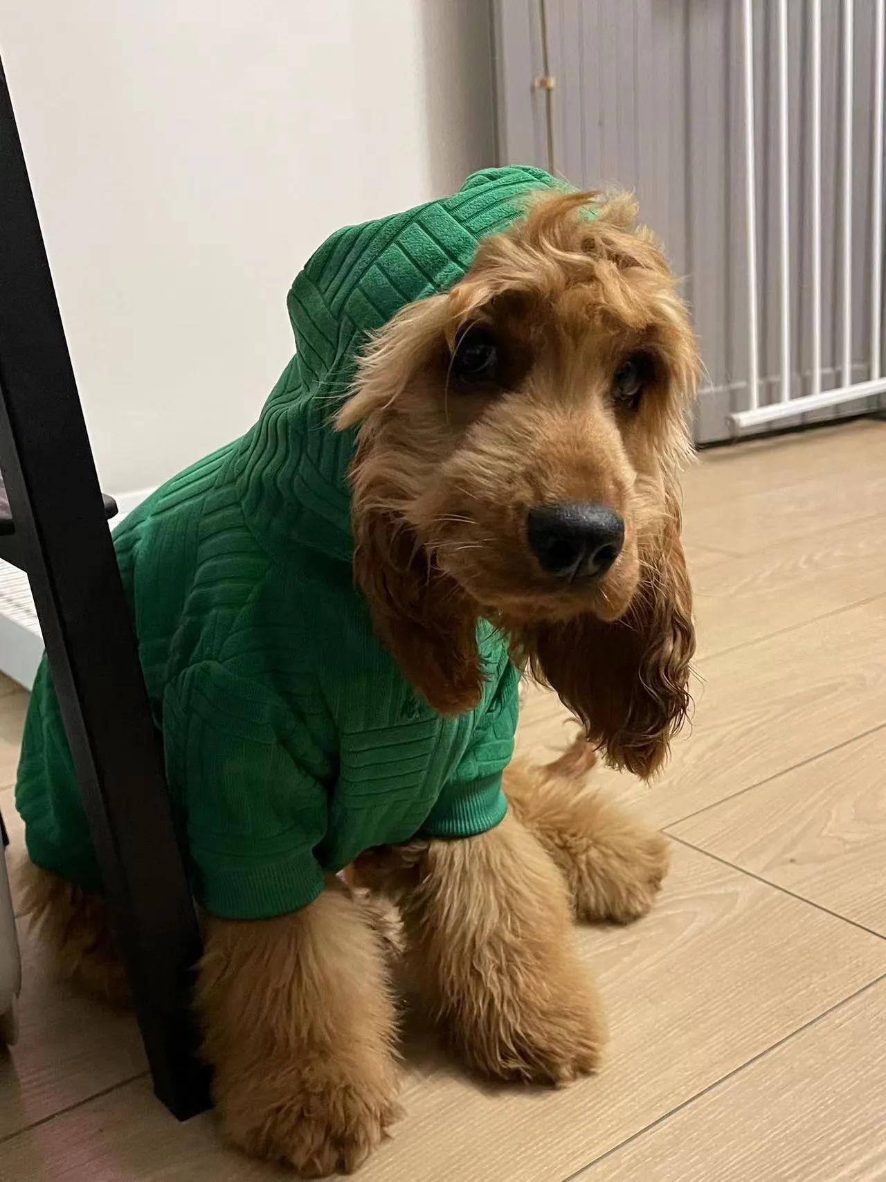 我不是金毛，是英国可卡犬—水煎包的自我介绍,包子麻麻的讲述