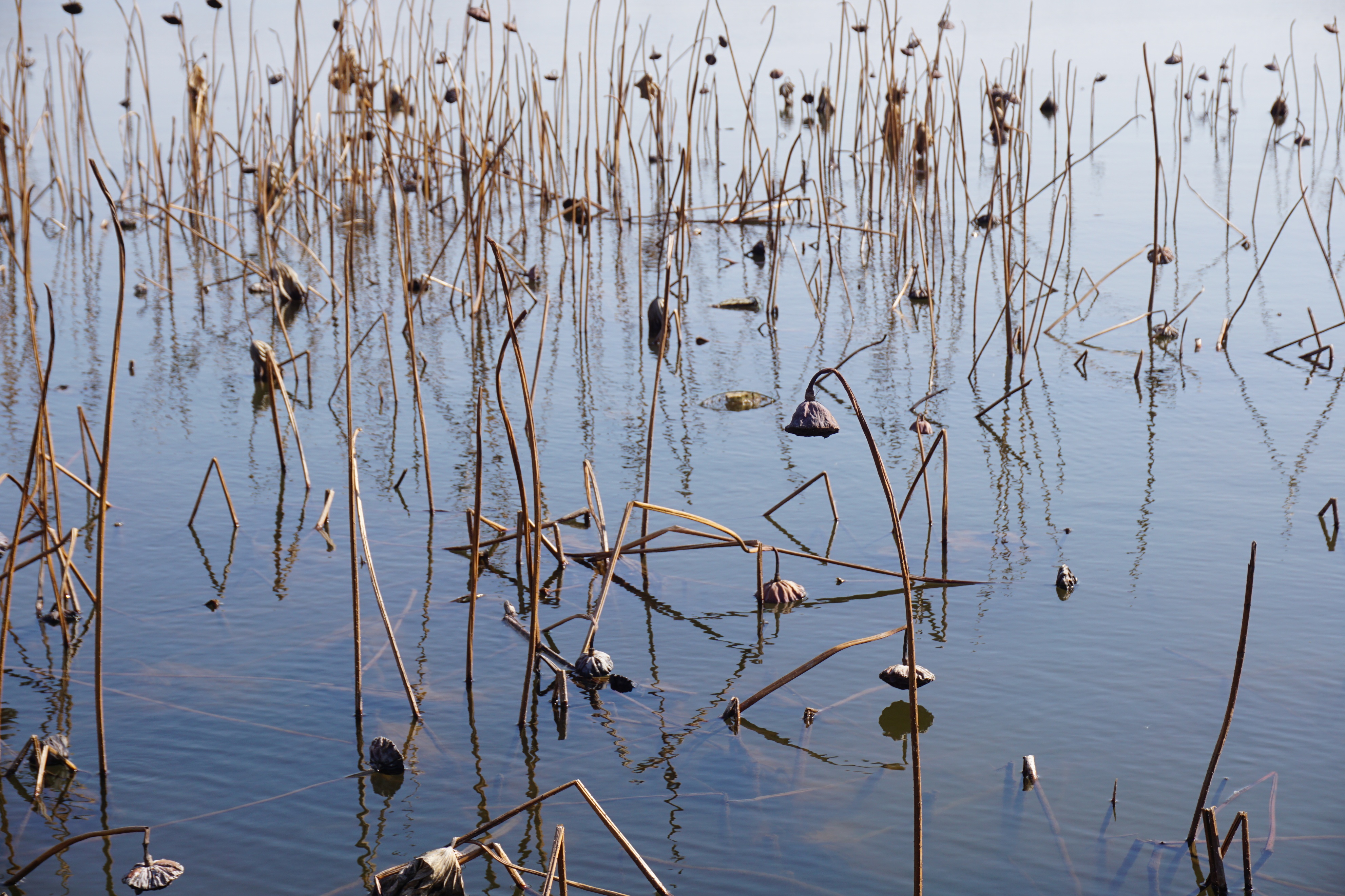 南京人看杭州,南京紫金山庄在哪里