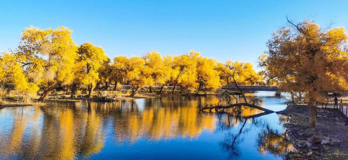 【临夏林草文化】科普篇‖胡杨铁骨千年铸，沧桑燃尽度春秋