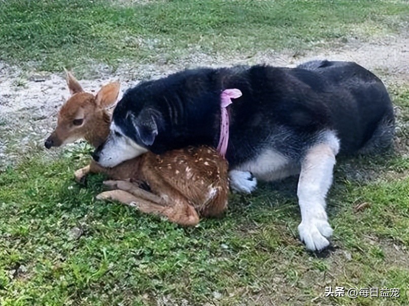 哈士奇离家出走，隔天竟然自己回来了，身后还跟了只小鹿