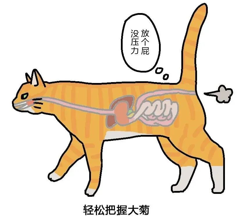 猫猫便血过后拉不出来了,猫猫便血是感染弓形虫了吗