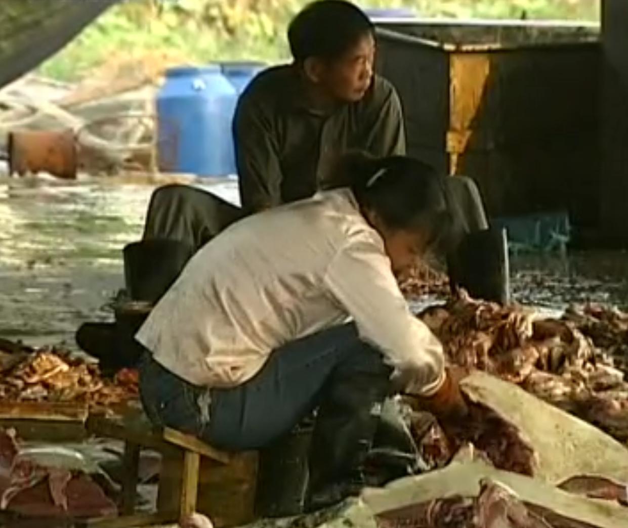 中国“鲨鱼村”的聪明商人：加工迷你“小鲨鱼”，年入3000万