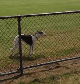 中国本土犬种盘点篇:不输外来犬种