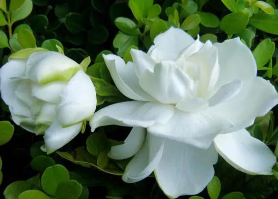 盘点各种花的花语还不快收藏起来,不常见的花的花语