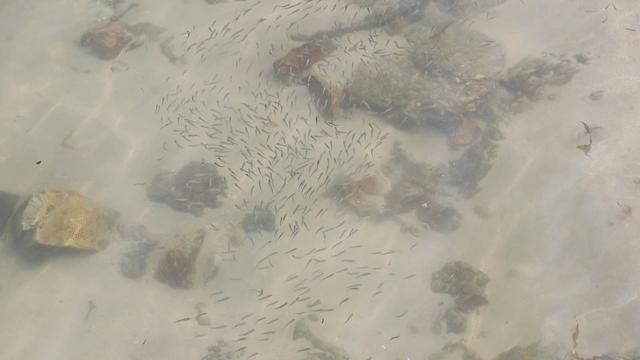 深圳海边哪里好玩20个海滩最美,深圳好玩的海边沙滩推荐免费