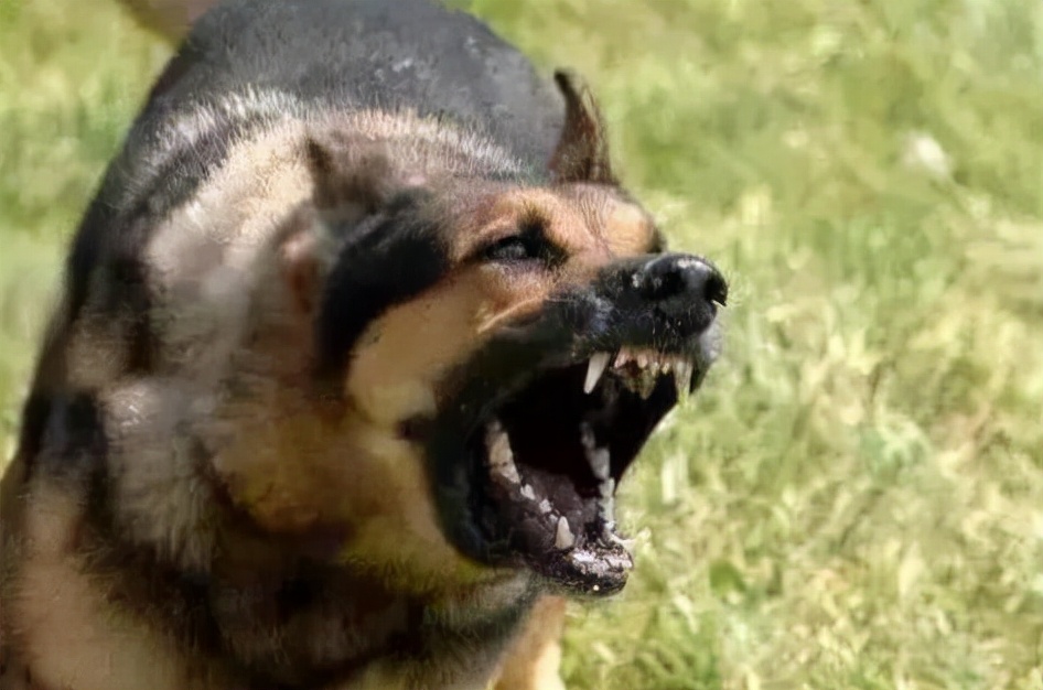 被狗咬了但没出血需要打疫苗吗,被狗咬了没有出血要打狂犬疫苗吗