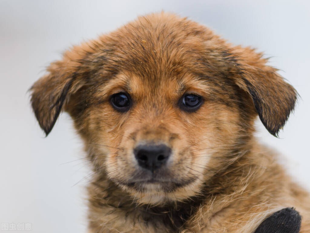 鸡怕撵猪怕什么意思,俗话说鸡怕撵狗怕舔是什么意思啊