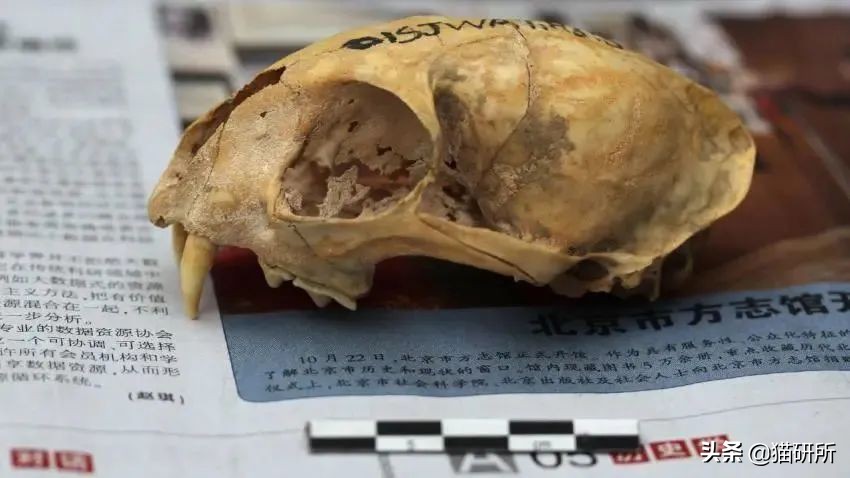 英短猫和美短哪个好养,英短跟美短猫咪