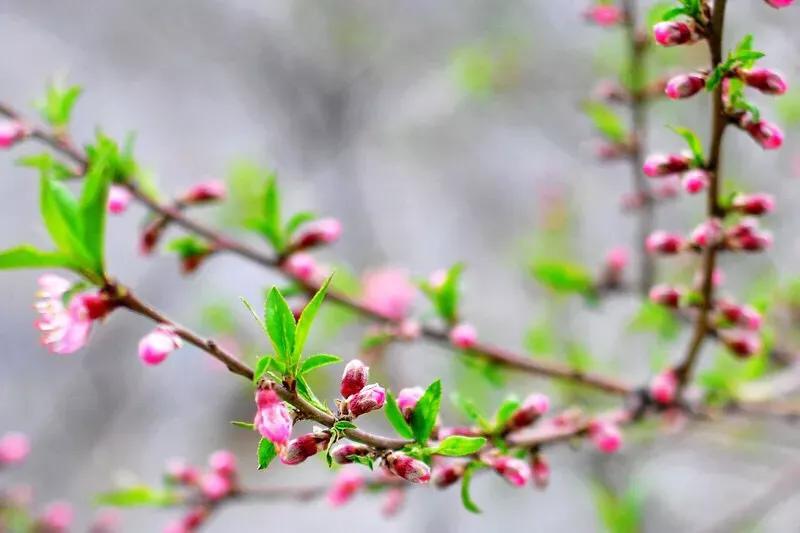 桃树坐果率高怎么办,桃树成花