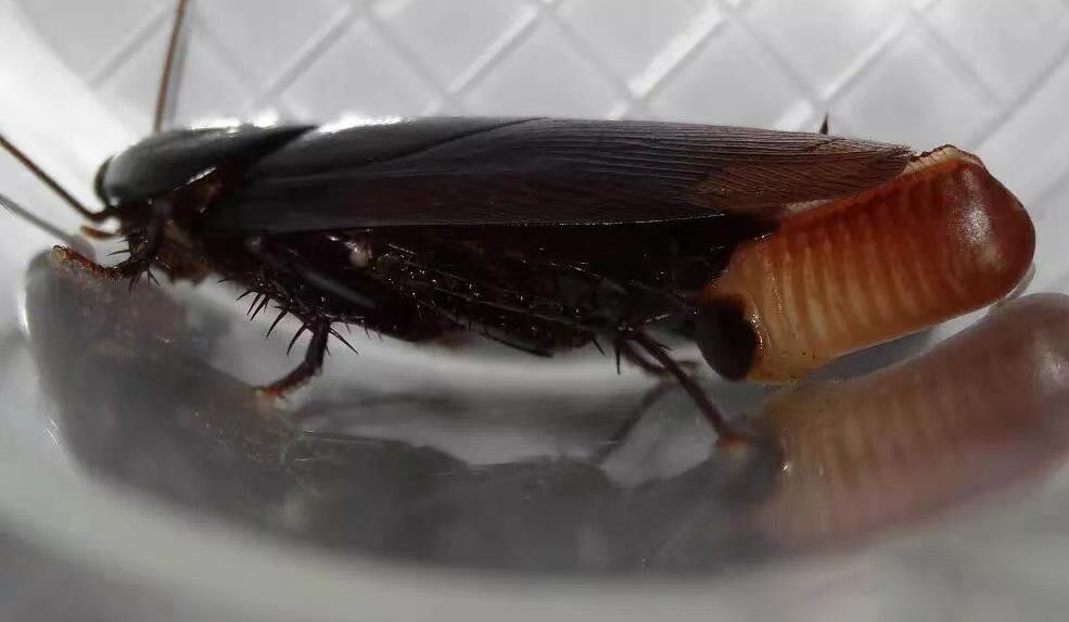 佛弟子是怎么处理家里的蟑螂,家里厨房蟑螂太多处理方法