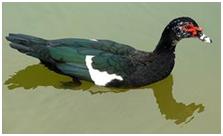 鸟类在分类学中统称为什么,鸟纲分类总表