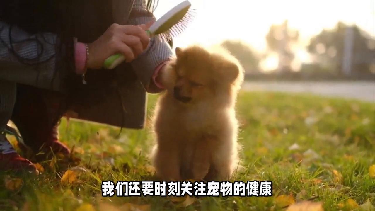 冬天养宠物的注意事项,冬天养鸟注意事项和禁忌