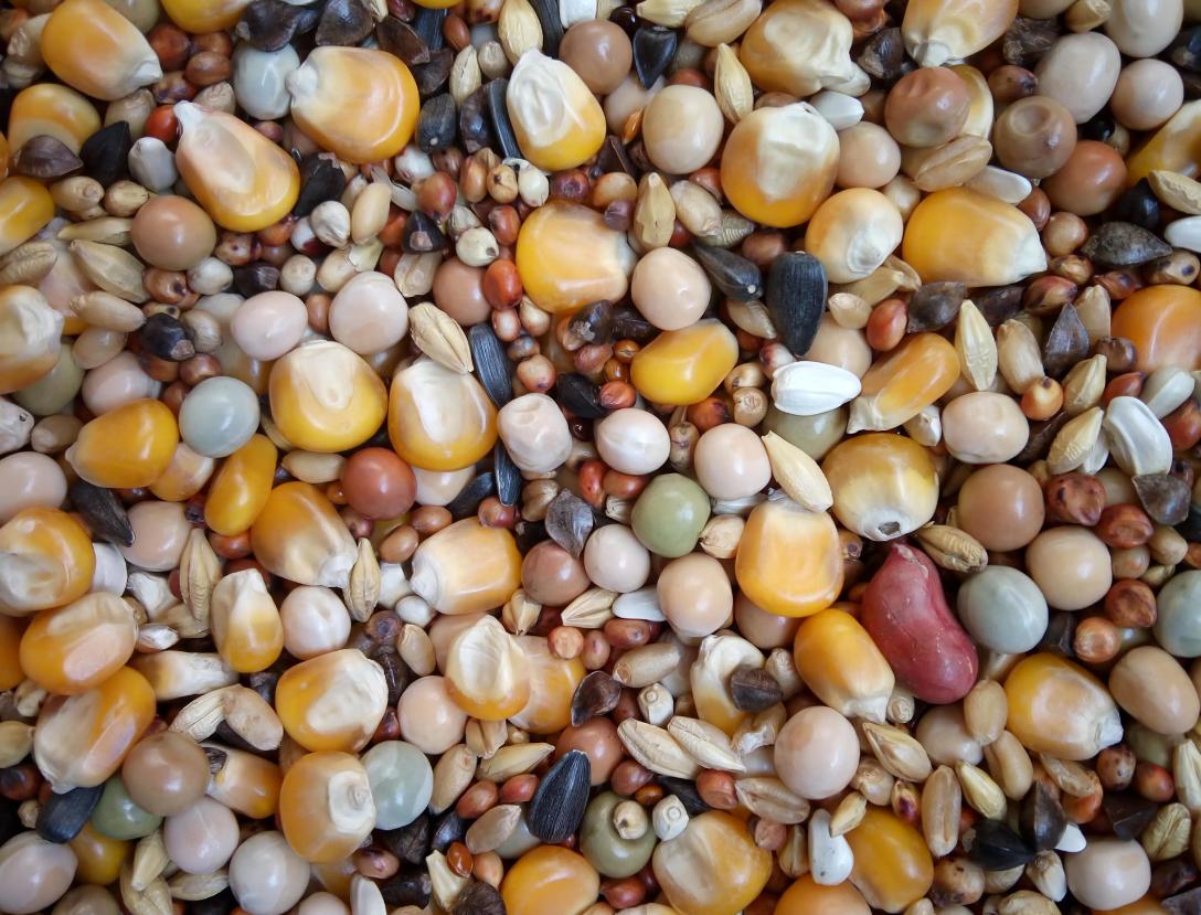 近期中国有进口美国玉米的计划吗,取消进口美国玉米订单要赔偿吗