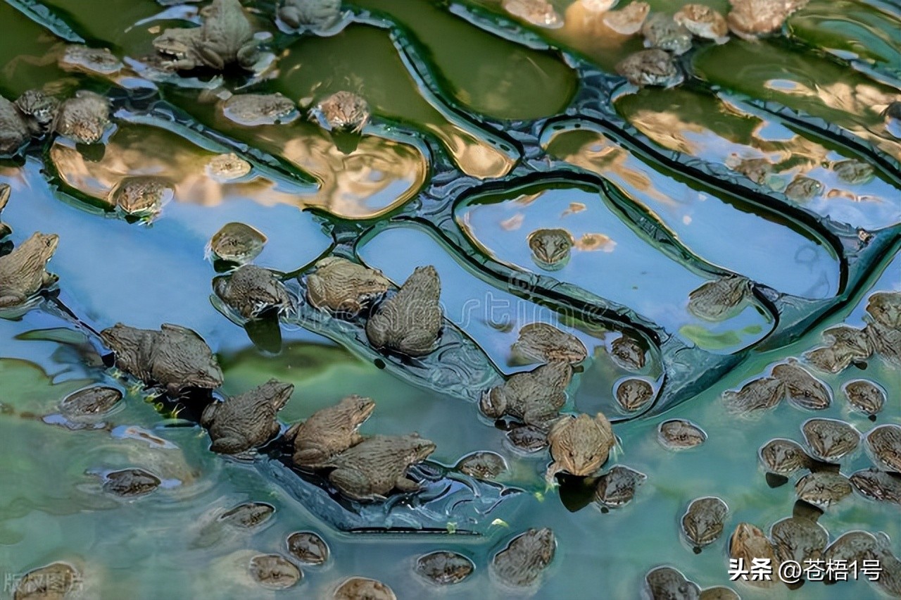 养殖青蛙蝌蚪病防治,青蛙六种常见病的治疗