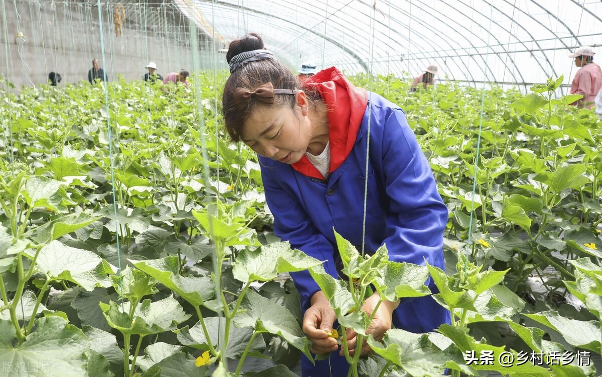 南瓜秧子长得旺但不结瓜怎么办,黄瓜重茬不结瓜如何解决