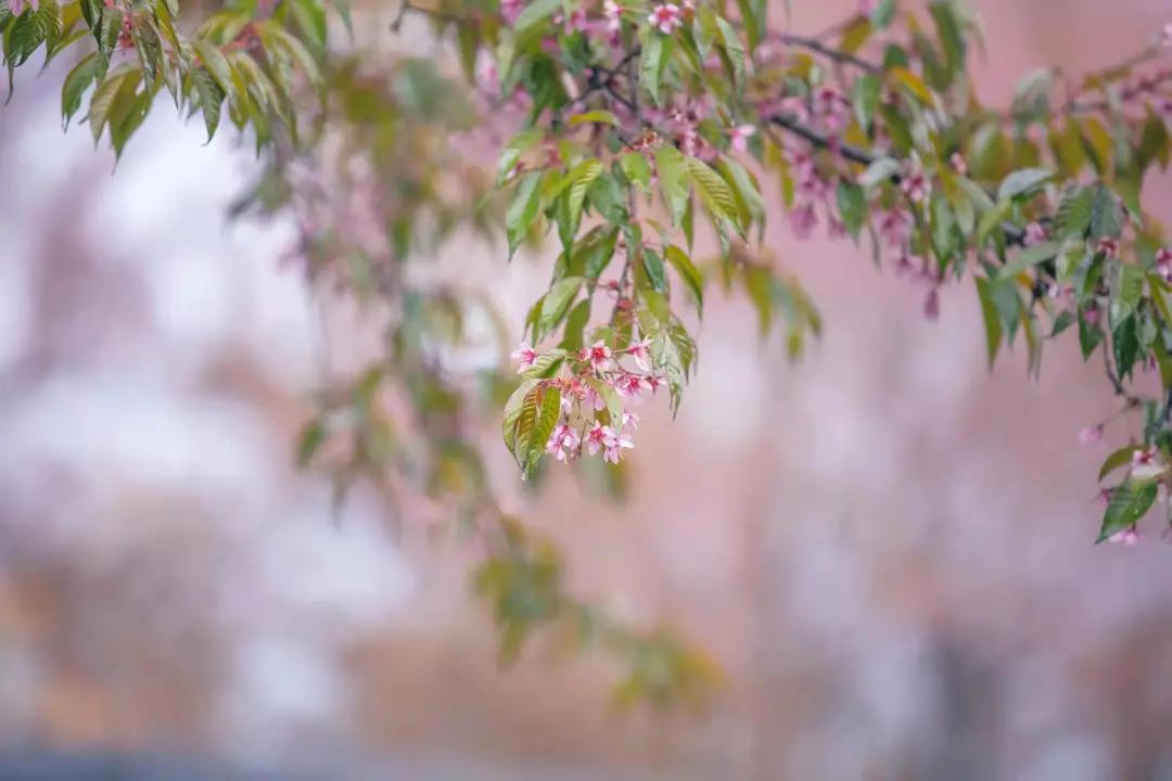 腾冲十里樱花风景区,腾冲到樱花谷旅游攻略
