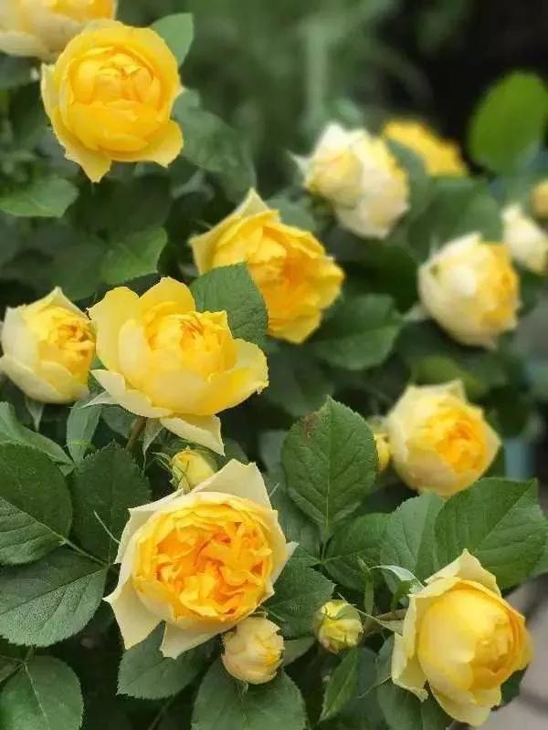 月季美图100张,月季花唯美高清图片大全