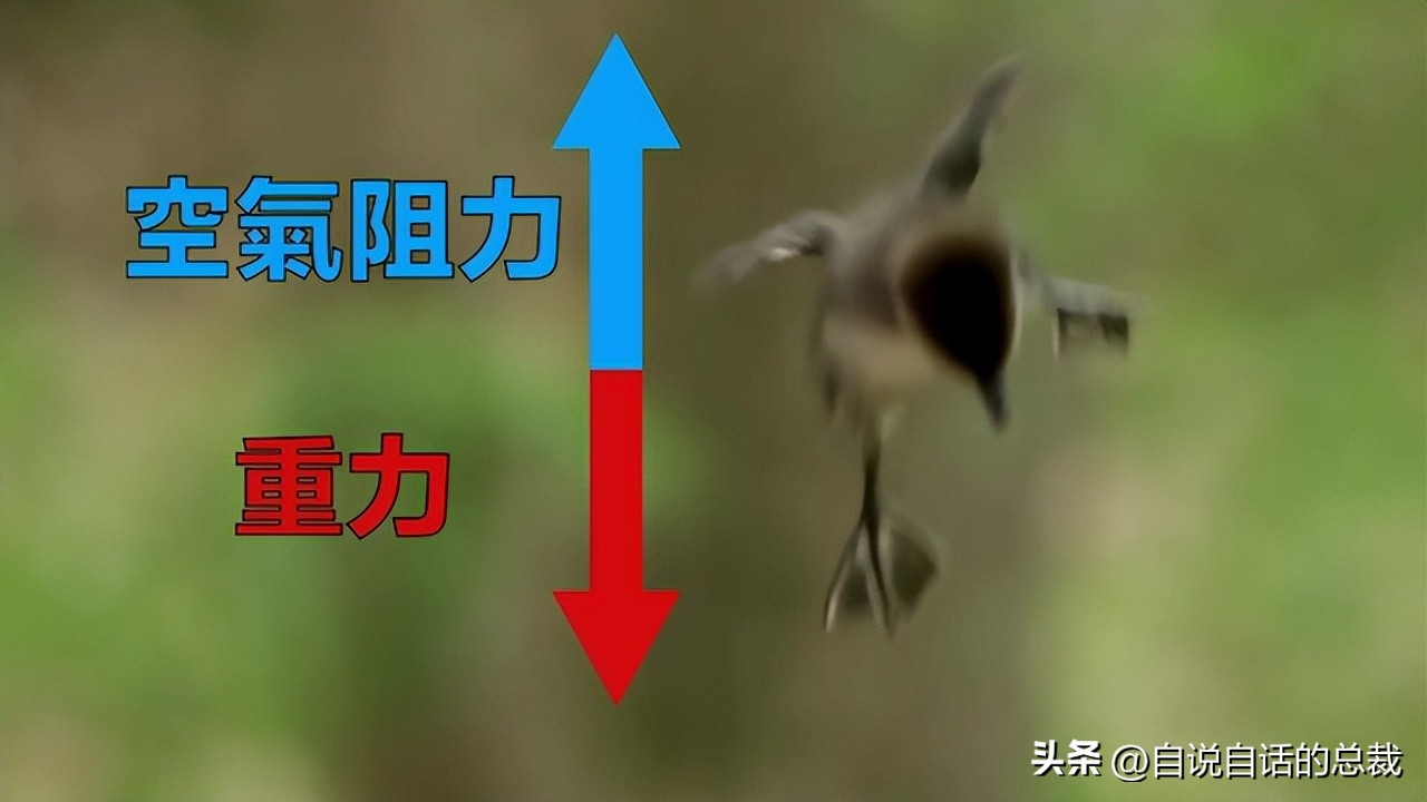 鸭：一鸭战四虎？弹射胜航母？鸭子的真相，也许超乎你的想象