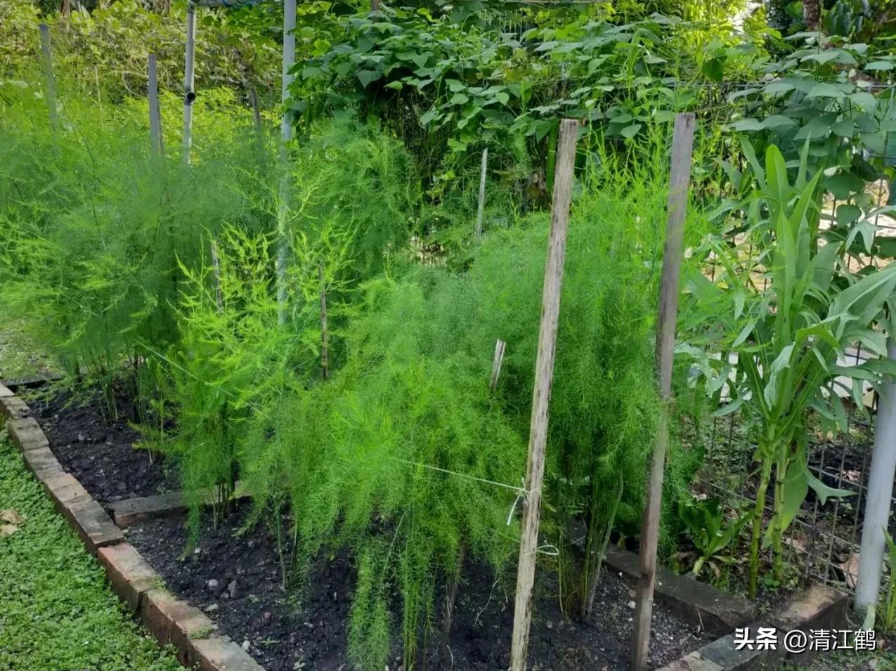 露笋高产吗,莴笋的种植方法和时间