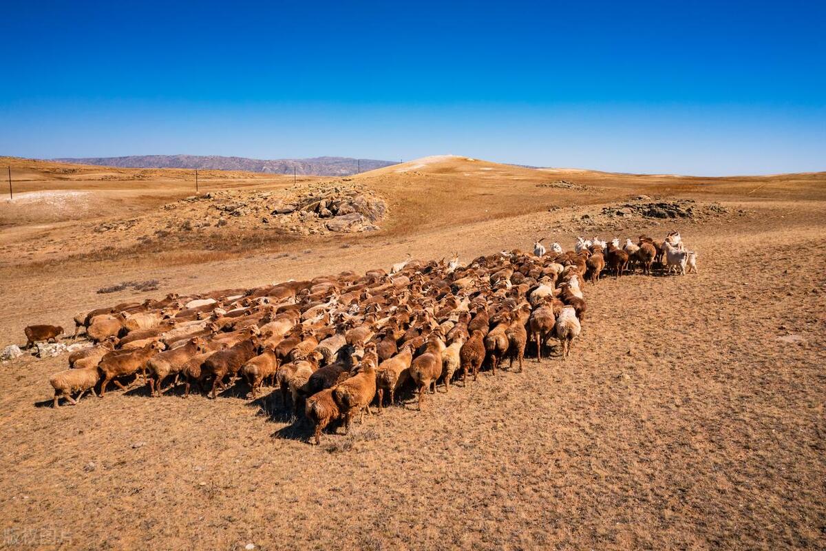 畜牧经营管理如何打造国际竞争力,如何提升畜牧产业竞争力