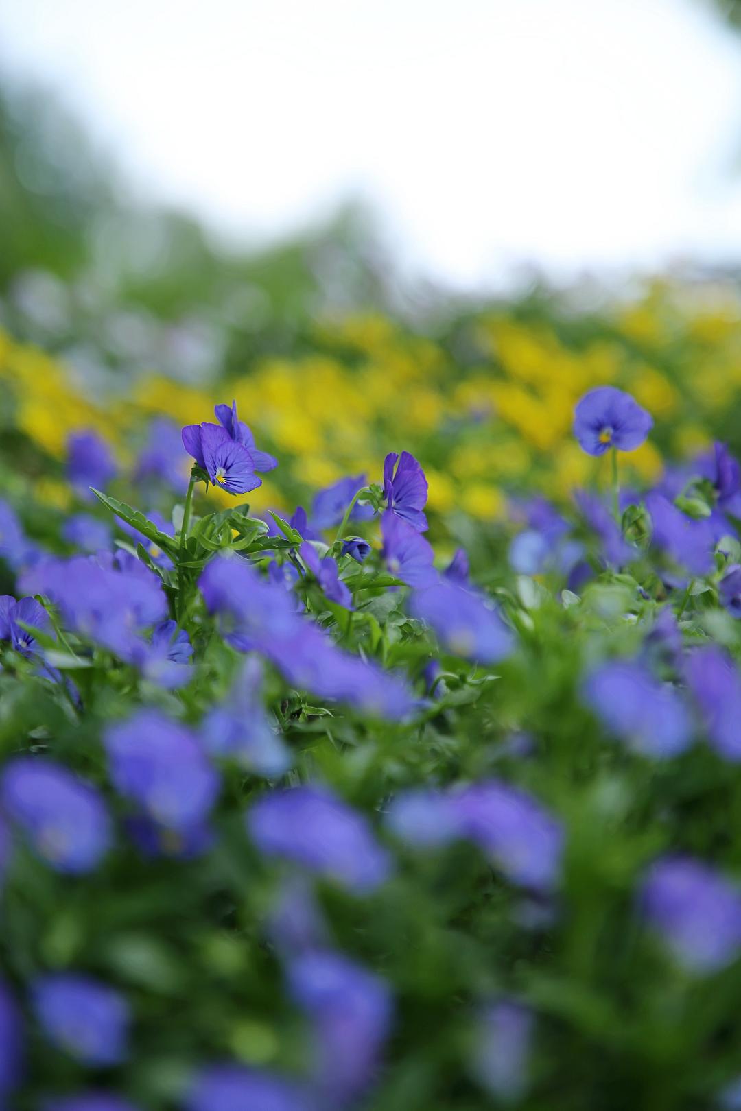 上海野生动物园端午节游玩门票,上海野生动物园年卡节假日