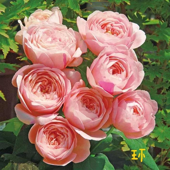 常见切花月季一览（40）（接上期）