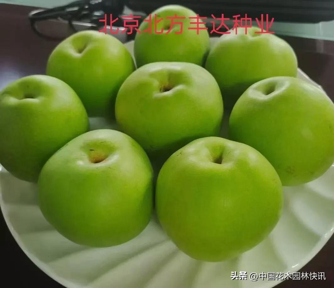 河南桐柏苏翠一号梨苗联系方式,安徽砀山嫁接苏翠一号梨苗价格表