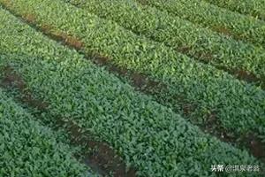 作物增产小技巧,农作物增产剂配方