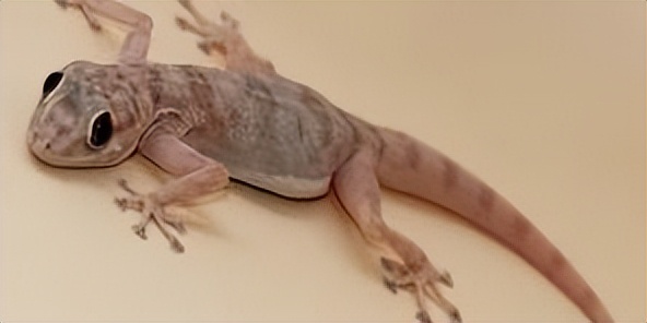 农村家里经常出现蝎子蜈蚣好不好,农村院子里的蝎子的克星