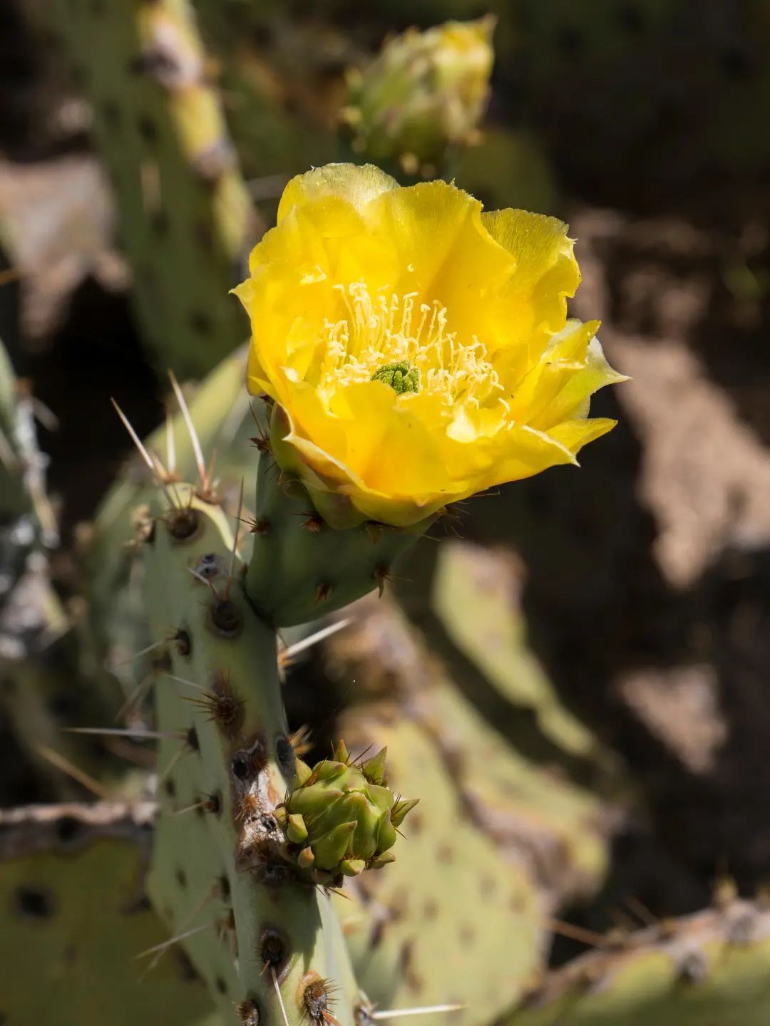 大自然的奇花有哪些,大自然一年四季都能开的花